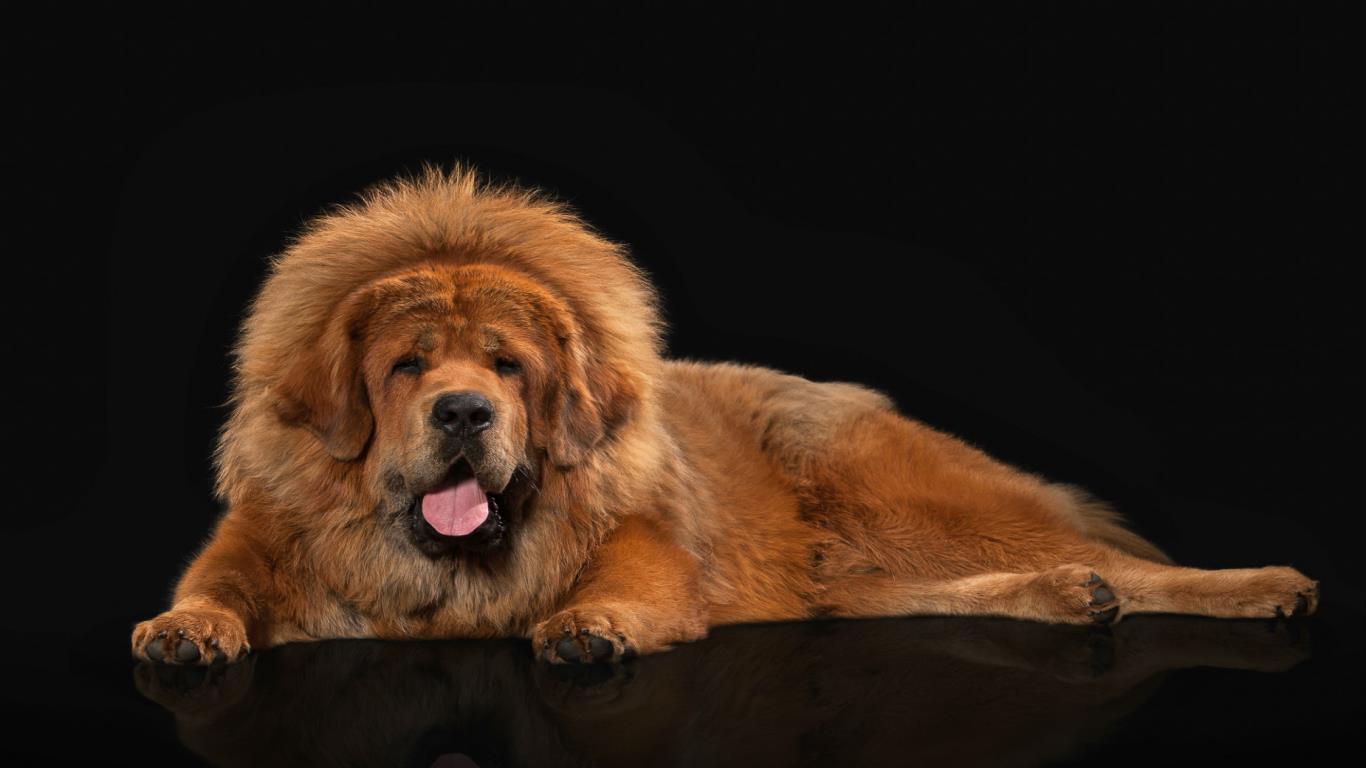 Tibetan Mastiff: Up to $1.9 million (£1.4m)